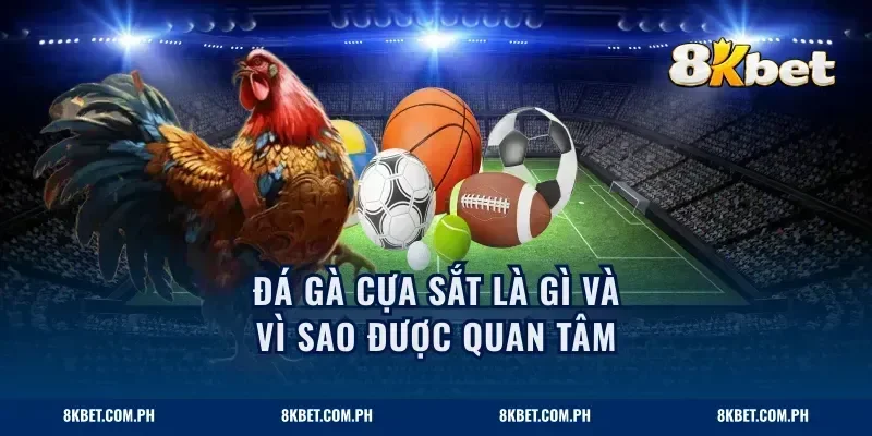 Đá gà cựa sắt là gì và vì sao được quan tâm