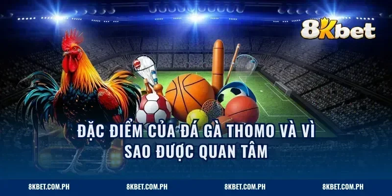Đặc điểm của đá gà Thomo và vì sao được quan tâm