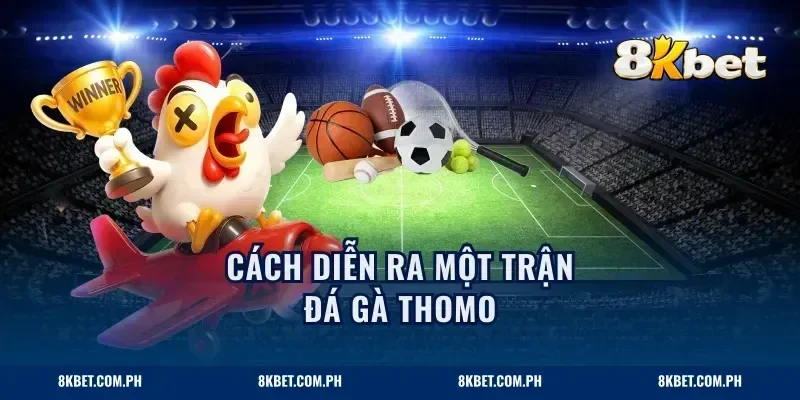 Cách diễn ra một trận đá gà Thomo